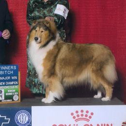 Collies from Bainwood Collies