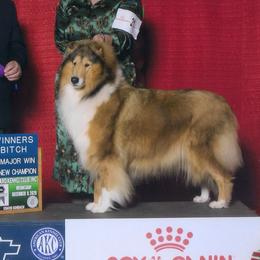 Collies from Bainwood Collies