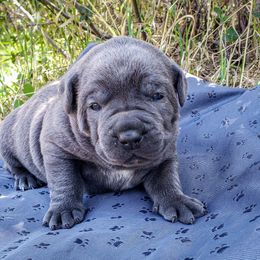 AKC Abigal - Gray brindle female Cane Corso puppy in Smartsville, California from Summit Cane Corso