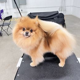 Malibu - Pomeranian