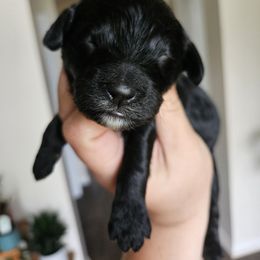 Brax - Black and white male Cockapoo puppy in Galena, Illinois from Perry's doodles