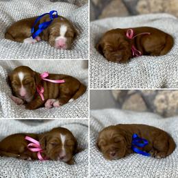 Boy 1 - Caramel red male Australian Labradoodle puppy in Elk Grove, California from Sacto Labradoodles
