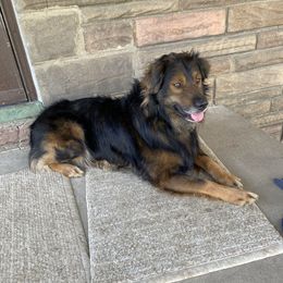 Ranger - Australian Shepherd