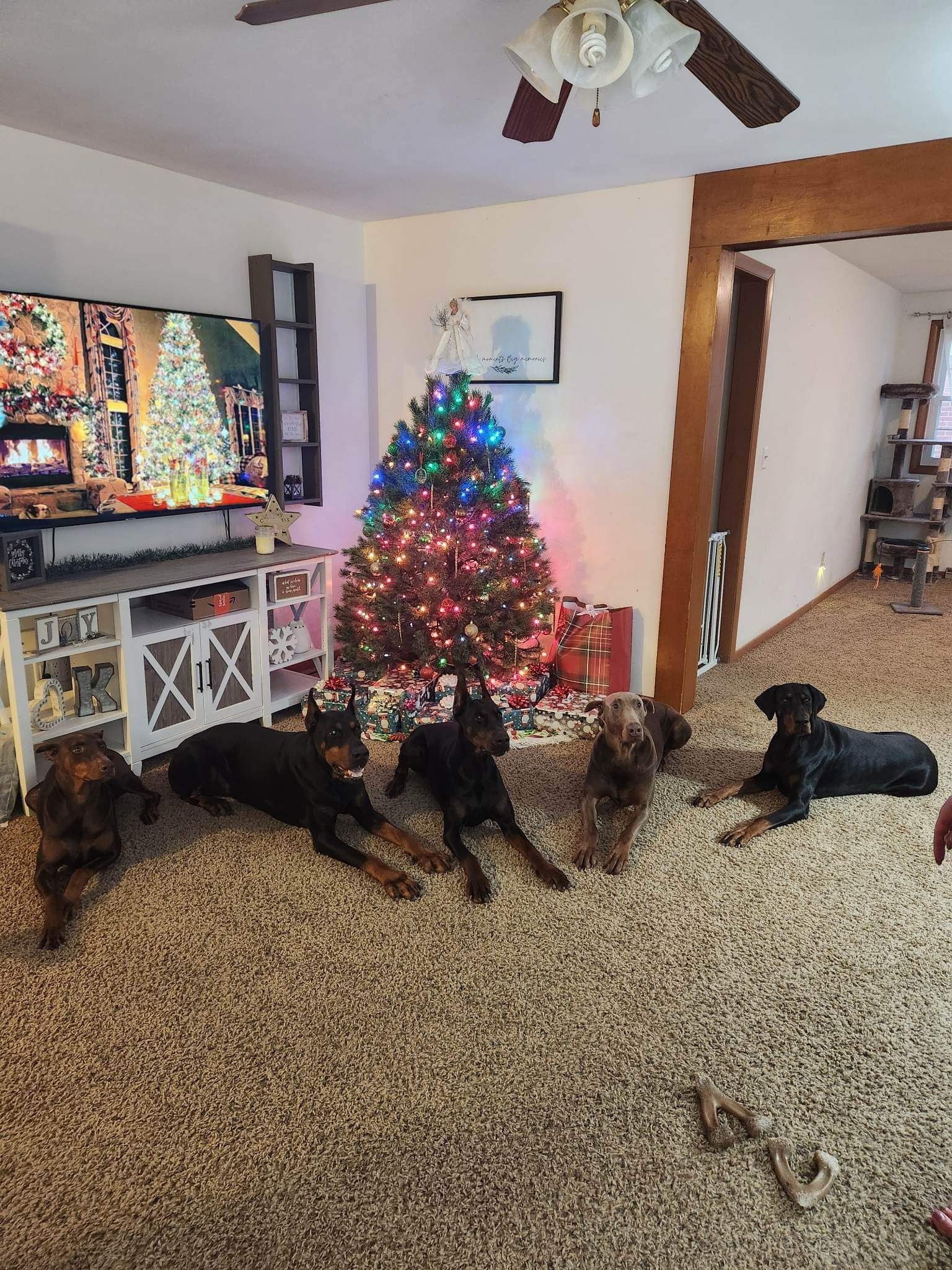 KB's Dobermans in Ohio Doberman Pinscher and Miniature Australian
