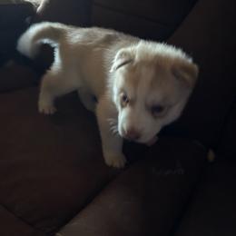 Girl 1 - Gold - Sable and white female Siberian Husky puppy in Independence, Wisconsin from Hito's Huskies