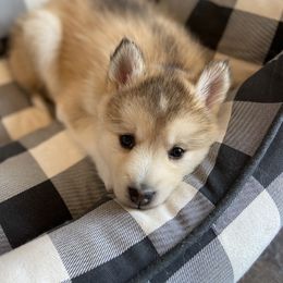 Pomsky Puppies from Goodness Gracious Pomskies