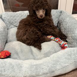 Gemma Cafe Au Lait - Cafe au lait female Poodle puppy in Franklin Park, Illinois from Windy City Majestic Toy Poodles
