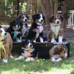 English Shepherd Puppies from Mondurles English Shepherds