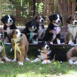 English Shepherd Puppies from Mondurles English Shepherds