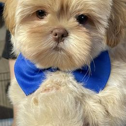 Shih Tzus from The Shih Tzu Queen