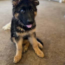 Purple Collar Female - Black and red German Shepherd puppy in Saint Louis, Michigan from drei Stränge German Shepherds