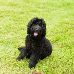 Sheepadoodle Puppies from Riley Grace Puppies