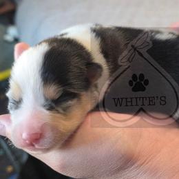 Kahlua - Merle male Pomsky puppy in Spokane, Washington from CJ White's Poms and Pomskies