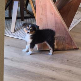 Sia - Black tri female Toy Australian Shepherd puppy in Fresno, California from Alpine Tails