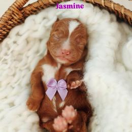 Jasmine - Red  female Goldendoodle puppy in Rio Linda, California from GoldendoodlePaw