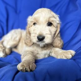 Cockapoo and Goldendoodle Puppies from Capital Doodles