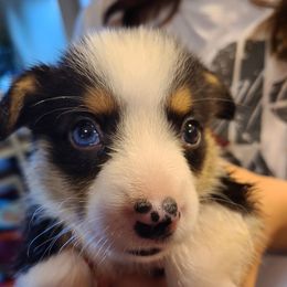 Blue eyed boy - Black and tan Pembroke Welsh Corgi puppy in Waynesboro, Virginia from River Ridge Corgis