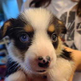 Blue eyed boy - Black and tan Pembroke Welsh Corgi puppy in Waynesboro, Virginia from River Ridge Corgis