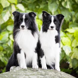 Border Collie puppies from Top Notch Border Collies
