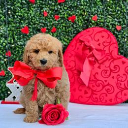 Rosie's Red Boy - Red  male Goldendoodle puppy in Kountze, Texas from Texas Doodles LLC
