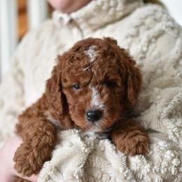 Forest - Apricot male Goldendoodle puppy in Berlin, Ohio from Doodle Babys