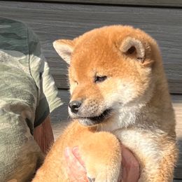 Boy 3 - Red male Shiba Inu puppy in Nampa, Idaho from Hillsdale Shiba Inu