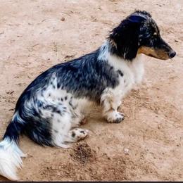 Newt - Dachshund
