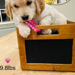 Girl 2 Miss Pink - Golden female Golden Retriever puppy in Carmichael, California from Sadie Lane Family Goldens