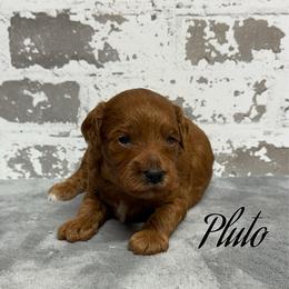 Pluto - Red  male Goldendoodle puppy in Nortonville, Kentucky from Deb’s KY Doodles