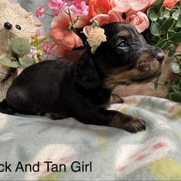 Black and tan Girl - Black and tan female Dachshund puppy in Alice, Texas from Crimson’s longhair Dachshunds