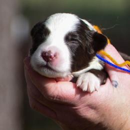 Blue orange girl - Red & white female Australian Shepherd puppy in Clarkrange, Tennessee from Vom Wolff