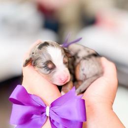 Iris-Purple - Merle female Bernedoodle puppy in Ontario, California from Teddy Doodles & Standard Poodles