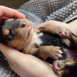 Girl 3 - Black and white female Basset Hound puppy in Woodruff, South Carolina from LONG EARS FARM AKC BASSET HOUNDS