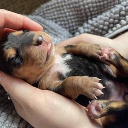 Girl 3 - Black and white female Basset Hound puppy in Woodruff, South Carolina from LONG EARS FARM AKC BASSET HOUNDS