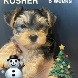 Kosher - Black and tan male Yorkshire Terrier puppy in Forest, Virginia from Majestic Touch Kennels and Pet Services