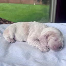 Summer - Buff and white female Cocker Spaniel puppy in Floyds Knobs, Indiana from Sweet Tails