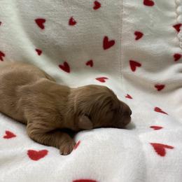 Caroline - Dark golden female Golden Retriever puppy in Stigler, Oklahoma from Red MAX Golden Retrievers