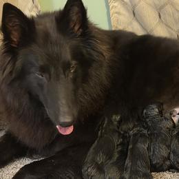 Kimaya - Belgian Sheepdog
