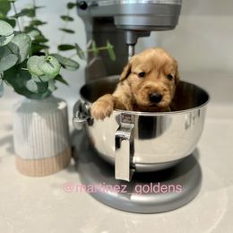Girl 1 - Golden Retriever puppy in Victorville, California from Martinez Goldens