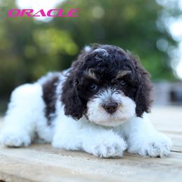 Oracle - Brown white and tan female Cockapoo puppy in Canastota, New York from Silver City Cockapoos