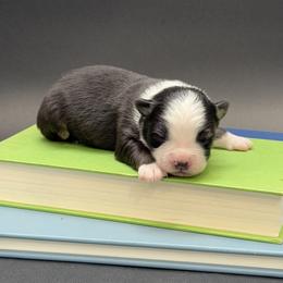 Matrix - Black tri male Miniature Australian Shepherd puppy in Covington, Pennsylvania from Rigas Mini Aussies LLC