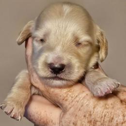 Blue collar male - Cream male Dachshund puppy in Trade, Tennessee from TN Miniature Dachshunds & Basset Hounds