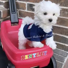 Maltese Puppies from Best Maltese & Toy Poodles