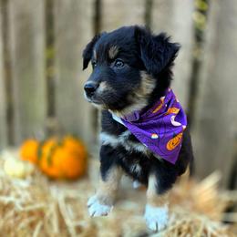 Raven - Black tri-color female Australian Shepherd puppy in Salem, Oregon from Steady Aim Aussies