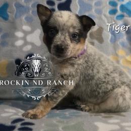 Tiger Lilly - Blue female Australian Cattle Dog puppy in Silsbee, Texas from Rockin ND Ranch