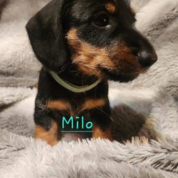 Dachshund Puppies from Circle F Wired Wieners