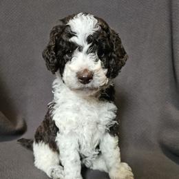 Dark Pink - Hershey - Parti female Poodle puppy in Spanish Fork, Utah from Mountain Vista Pups LLC