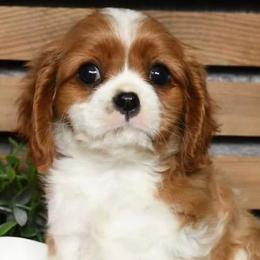Gracelynn - Blenheim female Cavalier King Charles Spaniel puppy in Sacramento, California from AmberField Cavaliers
