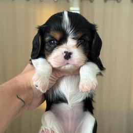 Girl 3 - Tri-color female Cavalier King Charles Spaniel puppy in Spring Hill, Florida from Stardom Chihuahuas & CKCS
