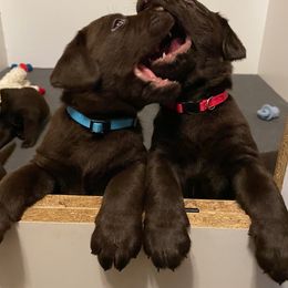 Labrador Retriever Puppies from Cedar Lake Labradors